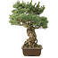 Pinus parviflora, 51 cm, ± 30 Jahre alt