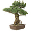 Pinus parviflora, 51 cm, ± 30 anni