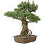 Pinus parviflora, 51 cm, ± 30 jaar oud