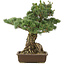 Pinus parviflora, 51 cm, ± 30 años