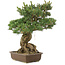 Pinus parviflora, 51 cm, ± 30 jaar oud