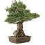 Pinus parviflora, 51 cm, ± 30 years old