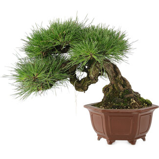 Pinus thunbergii, 27 cm, ± 30 anni