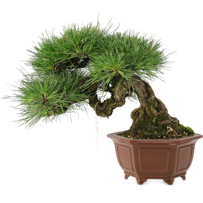 Pinus thunbergii, 27 cm, ± 30 Jahre alt