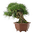 Pinus thunbergii, 27 cm, ± 30 jaar oud