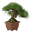 Pinus thunbergii, 27 cm, ± 30 jaar oud