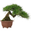 Pinus thunbergii, 27 cm, ± 30 años