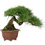 Pinus thunbergii, 27 cm, ± 30 jaar oud