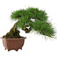 Pinus thunbergii, 27 cm, ± 30 jaar oud