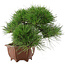 Pinus thunbergii, 27 cm, ± 30 Jahre alt