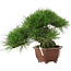 Pinus thunbergii, 27 cm, ± 30 jaar oud