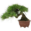 Pinus thunbergii, 27 cm, ± 30 years old