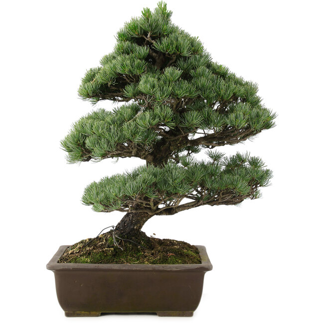 Pinus parviflora, 57 cm, ± 30 años