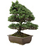 Pinus parviflora, 57 cm, ± 30 años