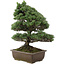 Pinus parviflora, 57 cm, ± 30 Jahre alt