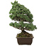 Pinus parviflora, 57 cm, ± 30 anni