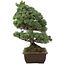 Pinus parviflora, 57 cm, ± 30 jaar oud