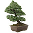 Pinus parviflora, 57 cm, ± 30 anni