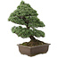 Pinus parviflora, 57 cm, ± 30 jaar oud