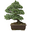 Pinus parviflora, 57 cm, ± 30 anni