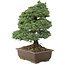 Pinus parviflora, 57 cm, ± 30 jaar oud