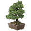Pinus parviflora, 57 cm, ± 30 years old