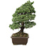 Pinus parviflora, 57 cm, ± 30 jaar oud