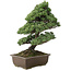 Pinus parviflora, 57 cm, ± 30 jaar oud