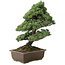 Pinus parviflora, 57 cm, ± 30 years old