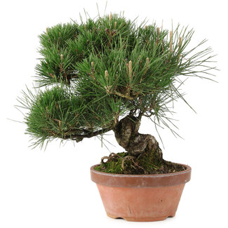 Pinus thunbergii, 34 cm, ± 30 anni