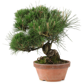 Pinus thunbergii, 34 cm, ± 30 Jahre alt