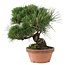 Pinus thunbergii, 34 cm, ± 30 años