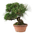 Pinus thunbergii, 34 cm, ± 30 Jahre alt