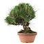 Pinus thunbergii, 34 cm, ± 30 jaar oud