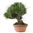 Pinus thunbergii, 34 cm, ± 30 Jahre alt