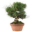 Pinus thunbergii, 34 cm, ± 30 años