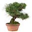 Pinus thunbergii, 34 cm, ± 30 anni