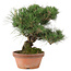 Pinus thunbergii, 34 cm, ± 30 años