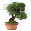 Pinus thunbergii, 34 cm, ± 30 years old