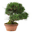 Pinus thunbergii, 34 cm, ± 30 jaar oud