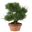 Pinus thunbergii, 34 cm, ± 30 años