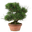 Pinus thunbergii, 34 cm, ± 30 Jahre alt