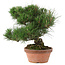 Pinus thunbergii, 34 cm, ± 30 jaar oud