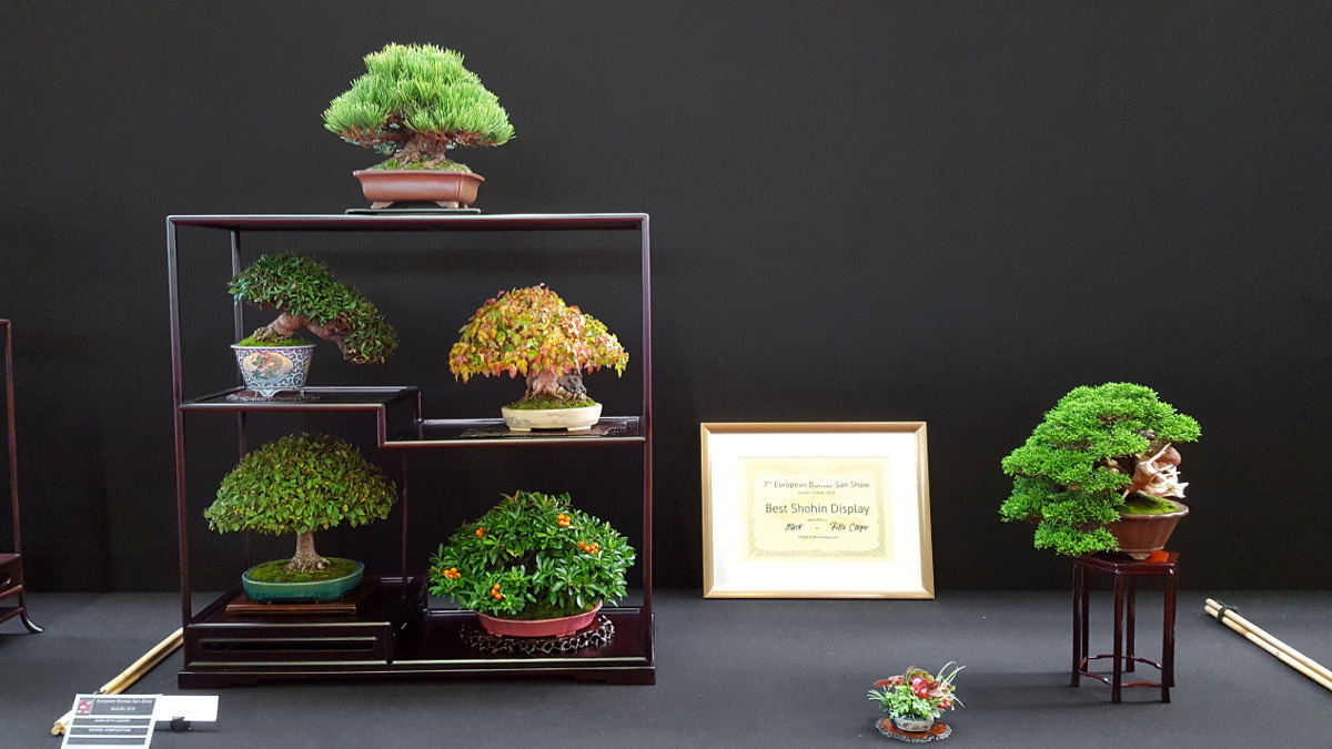 El arte de la selección de macetas: realzar la belleza de su bonsái