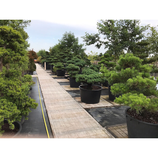 Shirakawa-suna, japanischer Shirakawa-Kies 10-20 mm