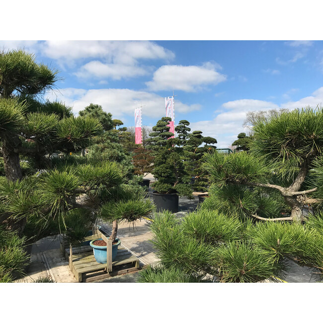 Shirakawa-suna, gravier Shirakawa japonais 10-20 mm