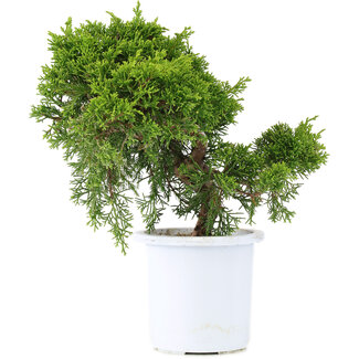 Juniperus chinensis Itoigawa, 20,5 cm, ± 10 jaar oud