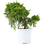 Juniperus chinensis Itoigawa, 20,5 cm, ± 10 anni