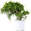 Juniperus chinensis Itoigawa, 20,5 cm, ± 10 jaar oud