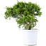 Juniperus chinensis Itoigawa, 20,5 cm, ± 10 ans